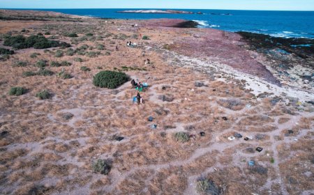 Productores vuelven a denunciar a la Fundación Rewilding por ataques de pumas en Camarones