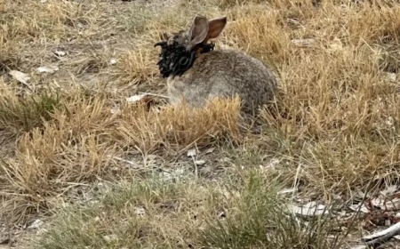 Estados Unidos: detectan conejos con extraños tentáculos  en la cabeza