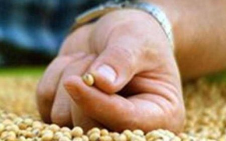 Tensión geopolítica impulsa soja y granos: clima y negociaciones marcan la agenda global