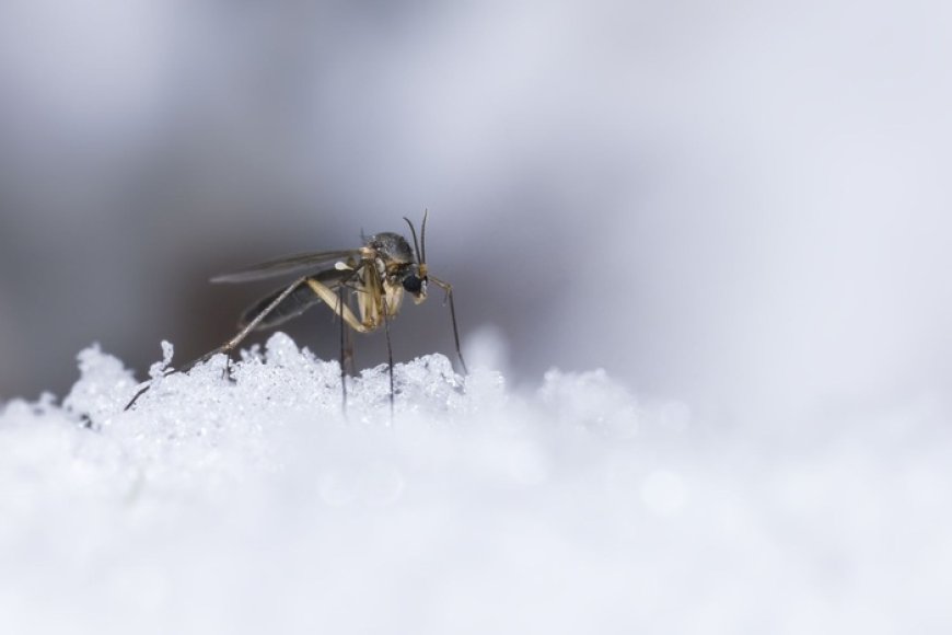 Por primera vez en la historia encontraron mosquitos en Islandia