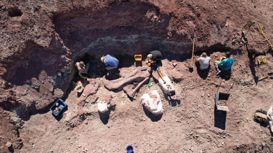 Provincia impulsa una nueva campaña paleontológica en La Nueva Alicantina