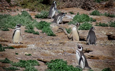 Más de 100.000 personas visitaron Chubut en la Temporada de Pingüinos de Magallanes