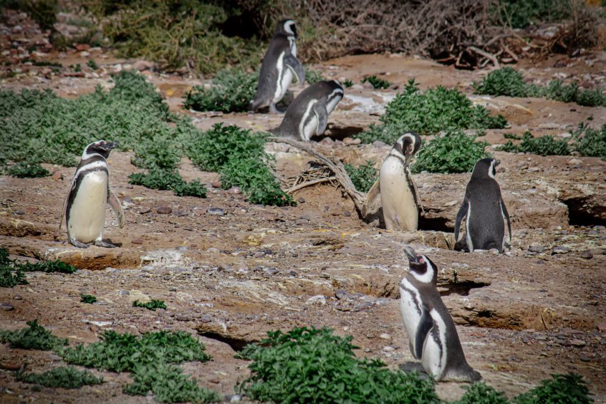 Más de 100.000 personas visitaron Chubut en la Temporada de Pingüinos de Magallanes
