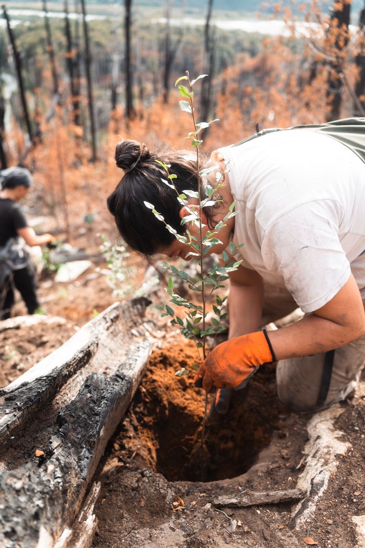Exitosa campaña de restauración de bosque nativo en Chubut: se plantaron 20.000 árboles en Río Turbio