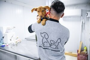 Madryn: Continúan las campañas gratuitas de castraciones para perros y gatos