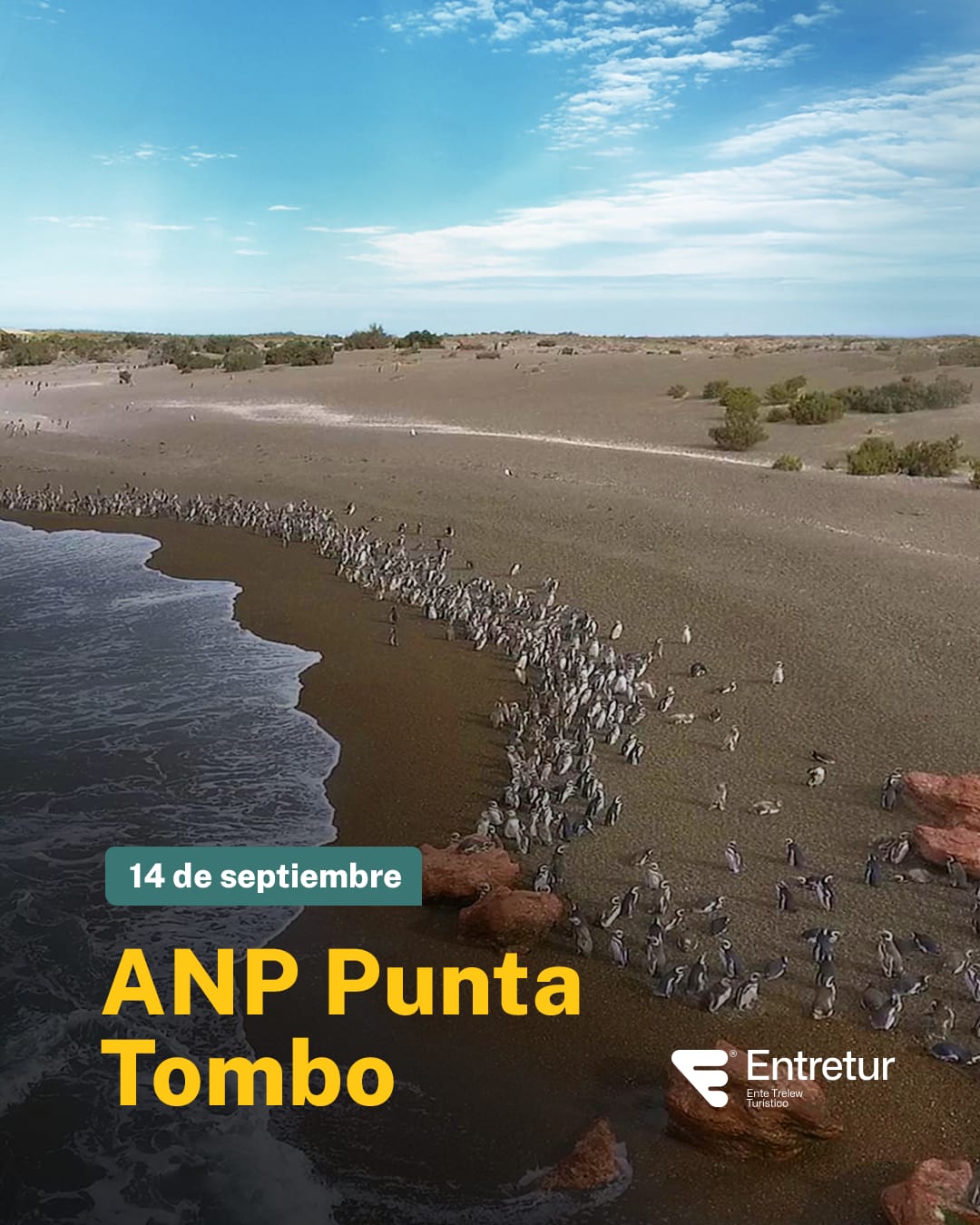 Los pingüinos de Magallanes llegan a Chubut para brindar uno de los grandes espectáculos de la fauna patagónica